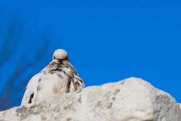 White brown dove, pigeon bird, on fence on blue sky background. Animal peace theme macro