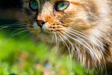 Macro of beautiful brown cat with green eyes and mustache, close-up, hunts on the street on green grass background