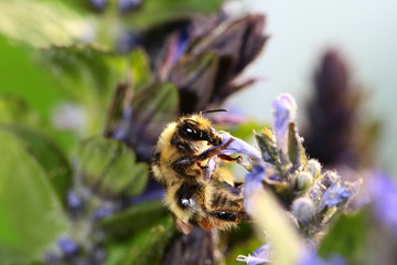 The bumblebee extracts nectar from the middle of a violet flower.