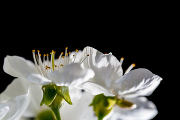 Close view of a cherry tree branch isolated on a black