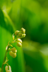 Flower Spring Lily of the valley, background close-up macro shot. Natural green vertical nature background.