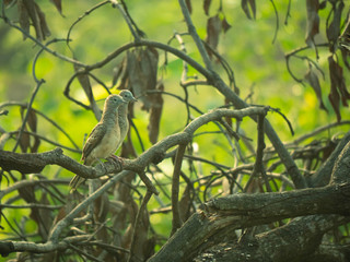 Dove perched on a branch in the morning