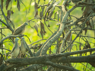Dove perched on a branch in the morning