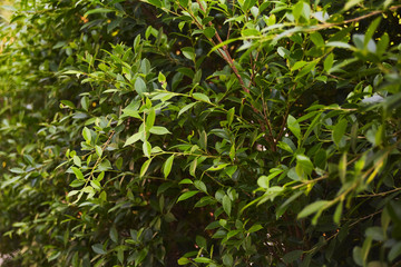 Green leaves wall for background