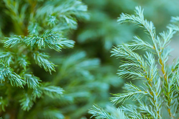 Close-up of fir tree branches, beautiful blue green background.
