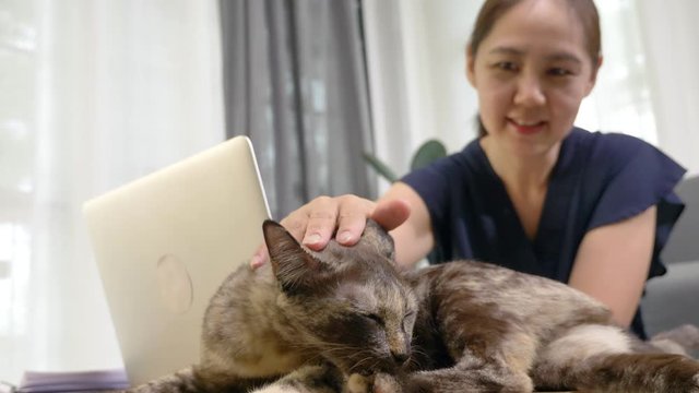 Asian woman working from home and playing with cat together