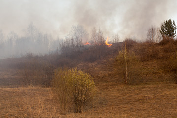 Forest fire burning, Wildfire close up at day time