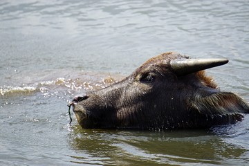 water buffalo in a puddle