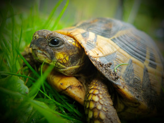 tartaruga_turtle_young