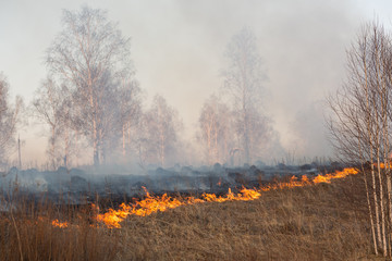 Fototapeta na wymiar Forest fire burning, Wildfire close up at day time