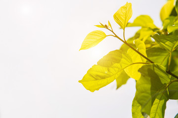 Low angle view tropical green leaves against the sky