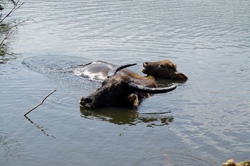 water buffalo in a puddle
