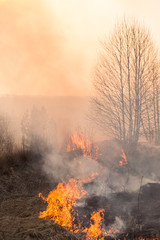Fototapeta premium Forest fire burning, Wildfire close up at day time