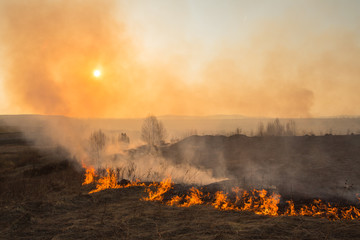 Forest fire burning, Wildfire close up at day time