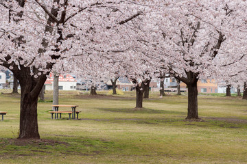 cherry blossom trees