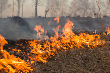 Forest fire burning, Wildfire close up at day time