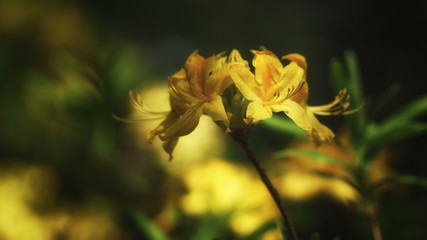 Yellow azalea