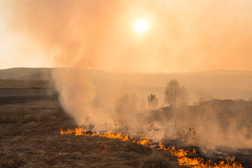 Fototapeta premium Forest fire burning, Wildfire close up at day time