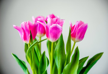Bouquet of pink tulips on white background.
