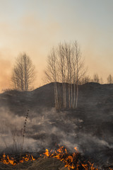 Forest fire burning, Wildfire close up at day time