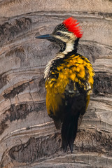 Black rumped flameback woodpecker