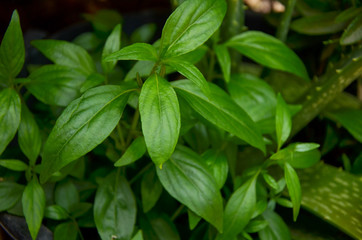 fresh green leaves