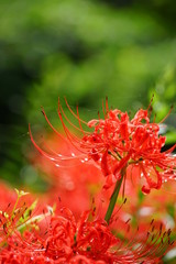彼岸花