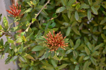 red and yellow flower
