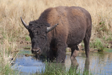Young American Bison