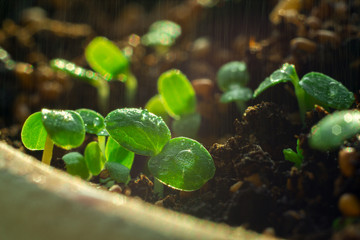 small green seedling in the ground.