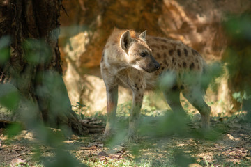 Obraz na płótnie Canvas Hyena