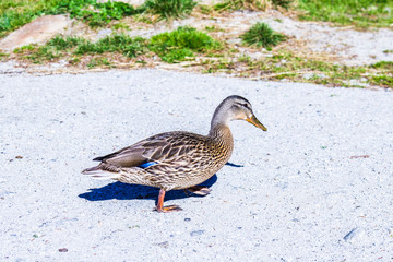 Mallard ducks in the pond of the old farm