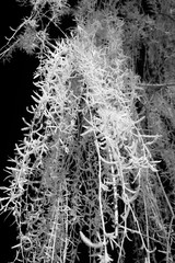 Green vegetation in infrared. Willow tree.