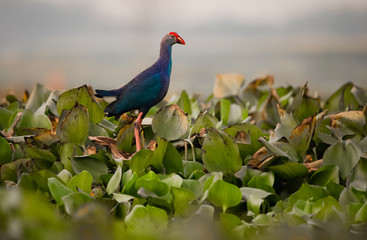 Swamphen