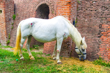 white horse injured on one shoulder and one leg