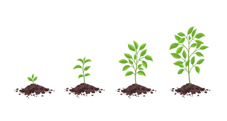 Growth stages diagram. Sprout seedling shoot germination in the pile dirt soil. Development stage. Animation progression. Vector infographic. Business cycle development.