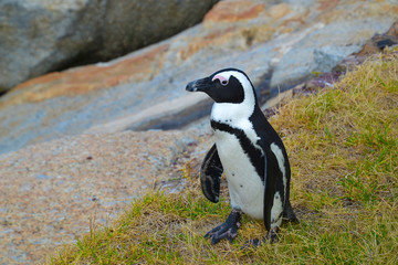 Fototapeta premium African penguin on rocky ocean coast. African penguin (Spheniskus demersus), also known as spectacled penguin and black penguin. Near Cape Town, South Africa