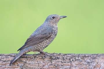 Blue rock thrush and some serious bokeh