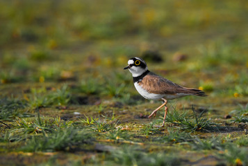 Little ringed plover