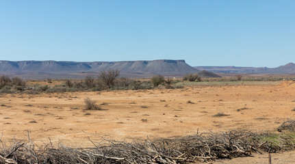 dead trees in the desert