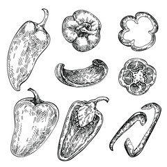 Bell Pepper hand drawn set. Sketch Vegetable. Engraved style  illustration, full, half and slices. Paprika, gypsy, poblano pepper.