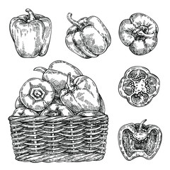 Sketch Fresh peppers in wicker basket. Hand drawn sweet bell peppers set. Detailed vegetarian food drawing. Farm market product