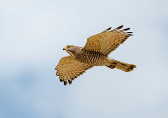 Grey-faced Buzzard in flight