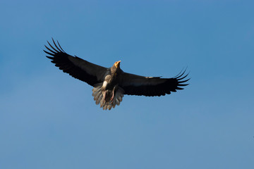 Obraz premium Egyptian vulture