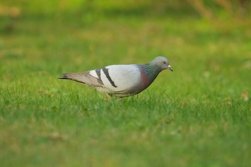 Eine Stadttaube läuft früh am morgen durch eine grüne Wiese im Stadtpark, Columbidae