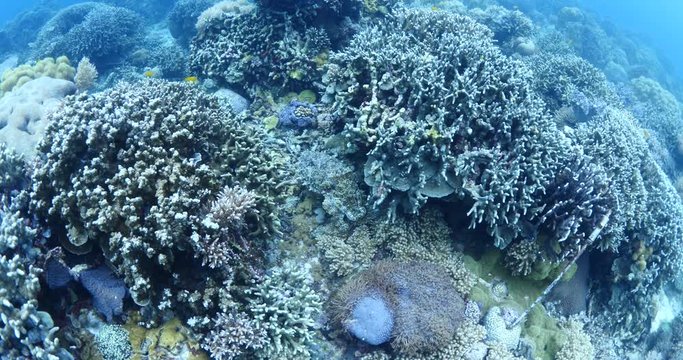 big cuttlefish hiding in tropical corals underwater with some fish around in the ocean floor