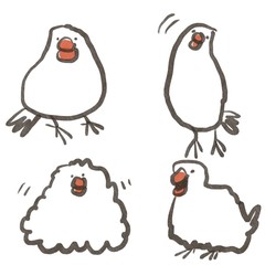 
白文鳥　詰め合わせ２