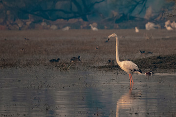 Greater flamingo female
