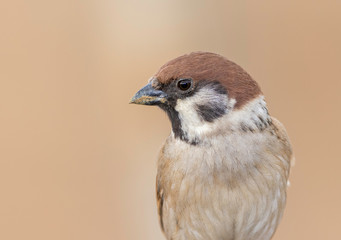 Eurasian tree sparrow and a great background