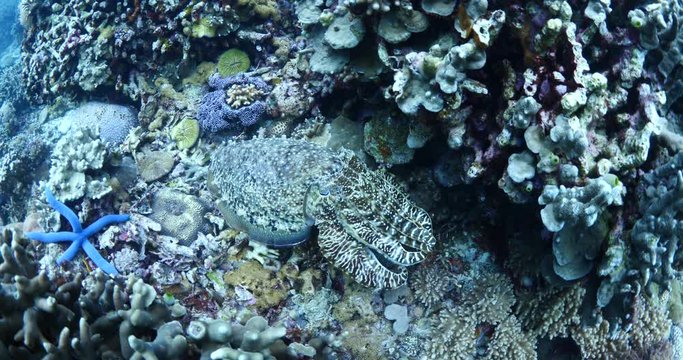 big cuttlefish hiding in tropical corals underwater with some fish around in the ocean floor